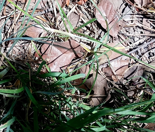 Mexican Pygmy Rattlesnake, Crotalus ravus