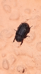 Trox scaber