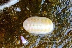 Neoloricata
