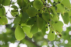 Celtis sinensis