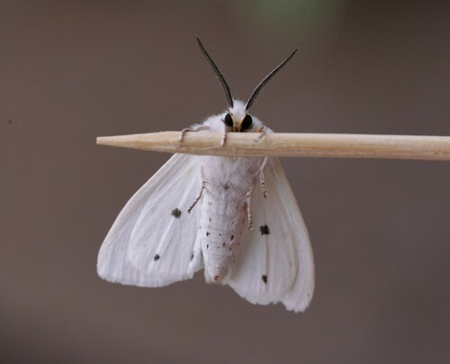 Virginian Tiger Moth, photo 3 of 10