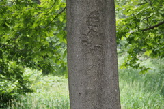 Celtis sinensis