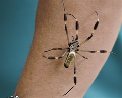 Trichonephila clavipes