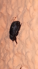 Trox scaber