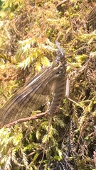 Ecdyonurus torrentis