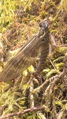 Ecdyonurus torrentis