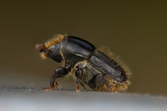 Scolytus