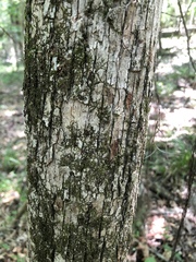Quercus austrina