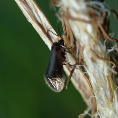 Micropterix calthella