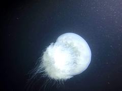 Rhopilema nomadica