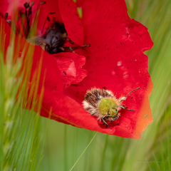 Pygopleurus diffusus