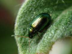 Crepidodera fulvicornis