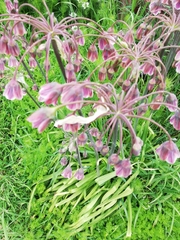 Allium siculum