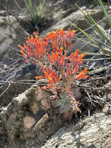 Dudleya cymosa