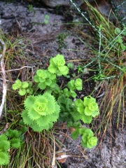 Osmitopsis dentata