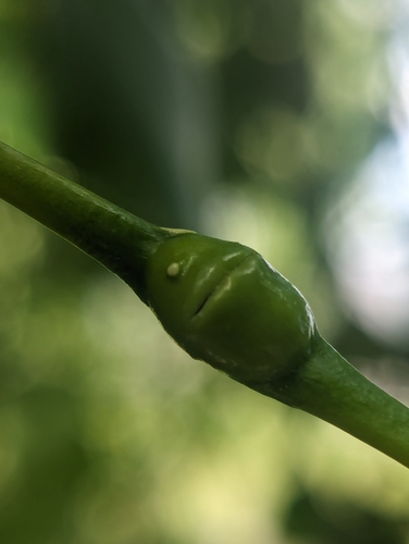 Poplar Petiole Gall Aphid photo 5