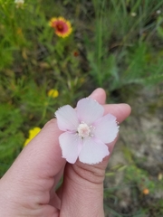 Callirhoe alcaeoides