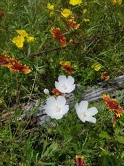 Callirhoe alcaeoides