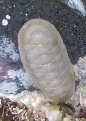Ischnochiton maorianus