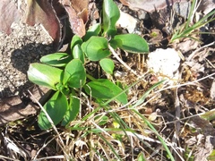 Oxygraphis glacialis