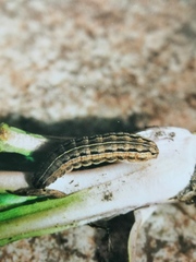 Xestia xanthographa