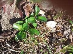 Oxygraphis glacialis