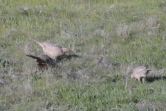 Phasianus colchicus torquatus