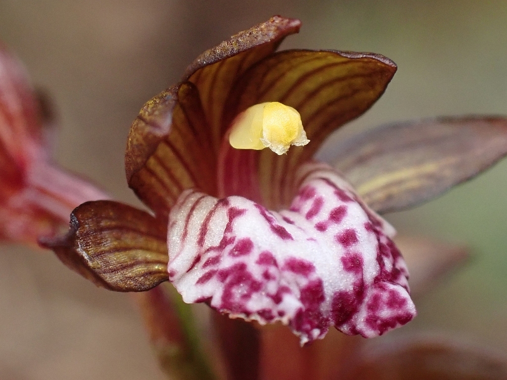 Oreorchis foliosa