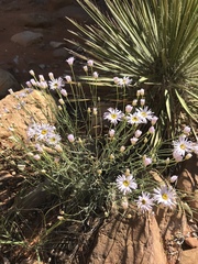 Erigeron utahensis