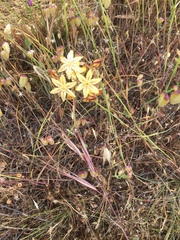 Triteleia ixioides ixioides