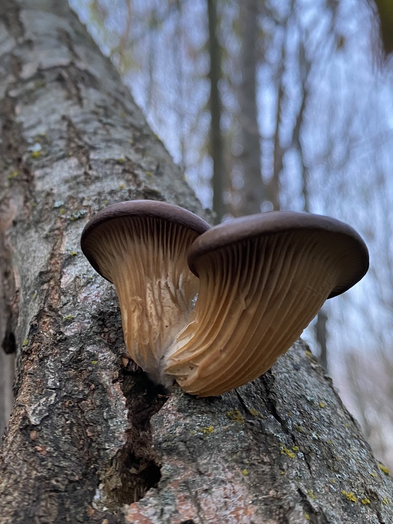 Pleurotus ostreatus · May 2024 · photo: © tutitah (iNaturalist, cc0)