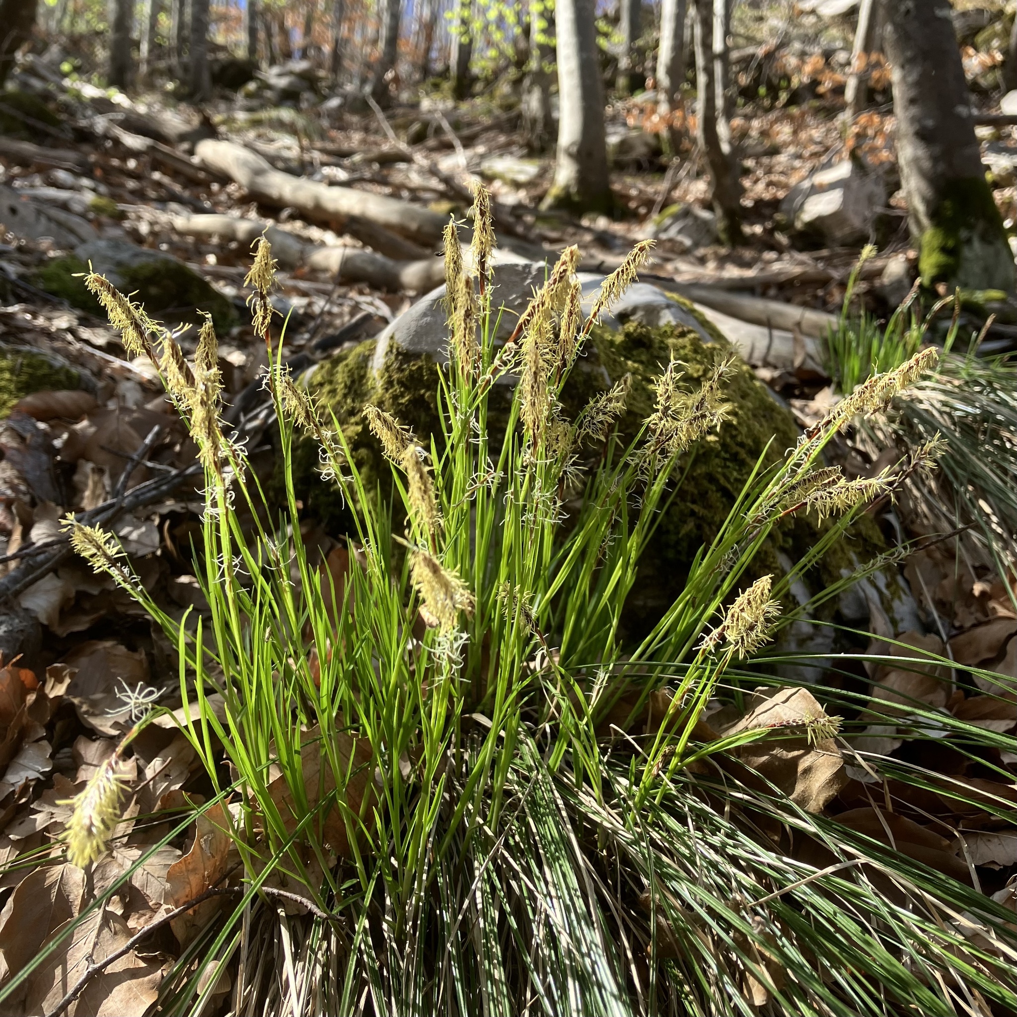 Carex macrostachys