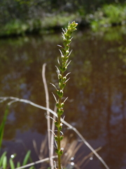 Plantago sparsiflora