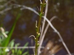 Plantago sparsiflora
