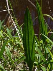 Plantago sparsiflora
