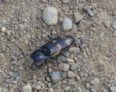 Selatosomus suckleyi