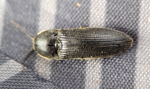 Melanotus punctolineatus, Noordwijk aan Zee, Noordwijk, Nederland, photo 9 of 10