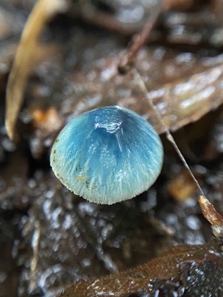 Mycena cyanocephala · May 2024 · photo: © tutitah (iNaturalist, cc0)