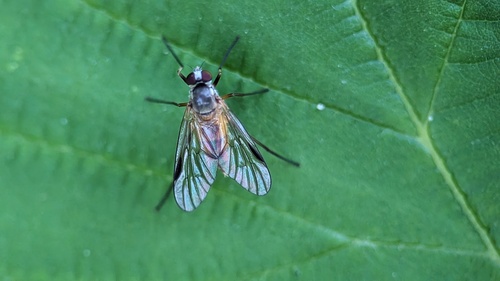 Small Fleck-winged Snipefly, Noordwijk, Nederland, photo 9 of 10