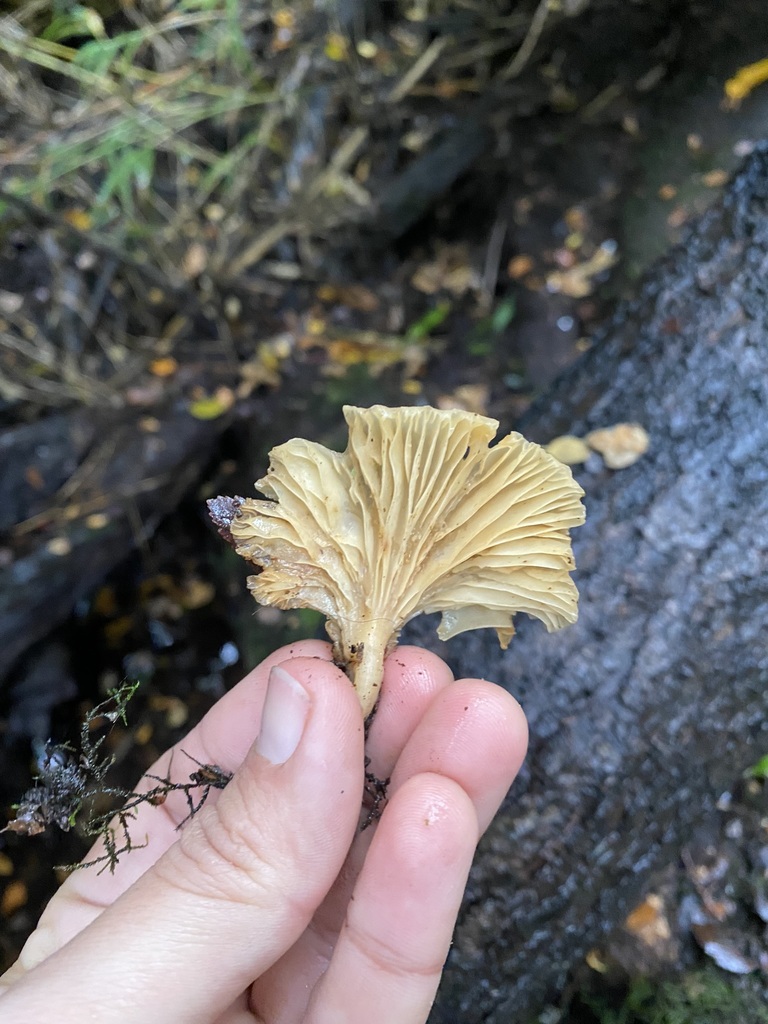 Clitocybula dusenii · May 2024 · photo: © tutitah (iNaturalist, cc0)