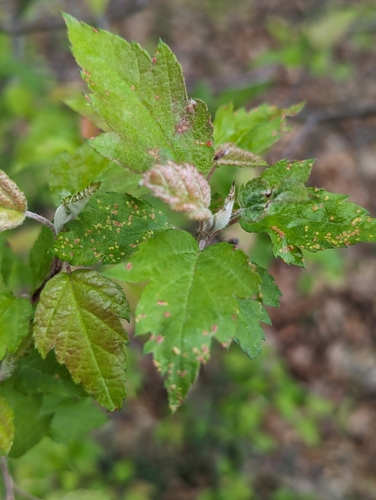 Image of Malus coronaria by (c) Skyler Principe, some rights reserved (CC BY)