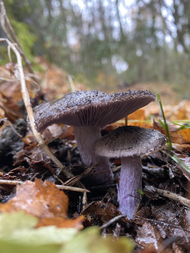 Collybia fibrosissima