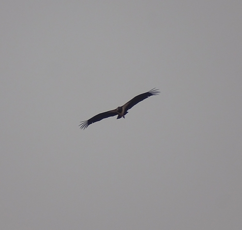 Black Stork