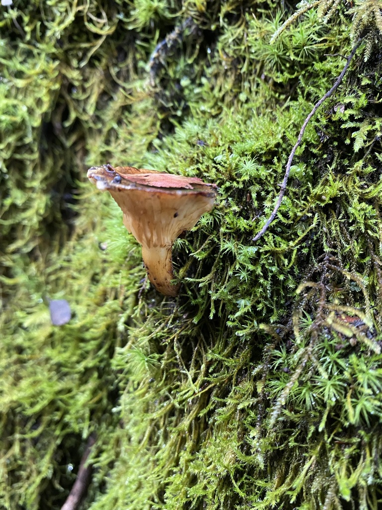 Austropaxillus statuum · June 2024 · photo: © tutitah (iNaturalist, cc0)