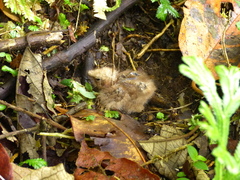 Nyctidromus albicollis