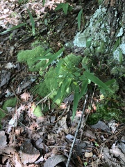 Dichanthelium latifolium