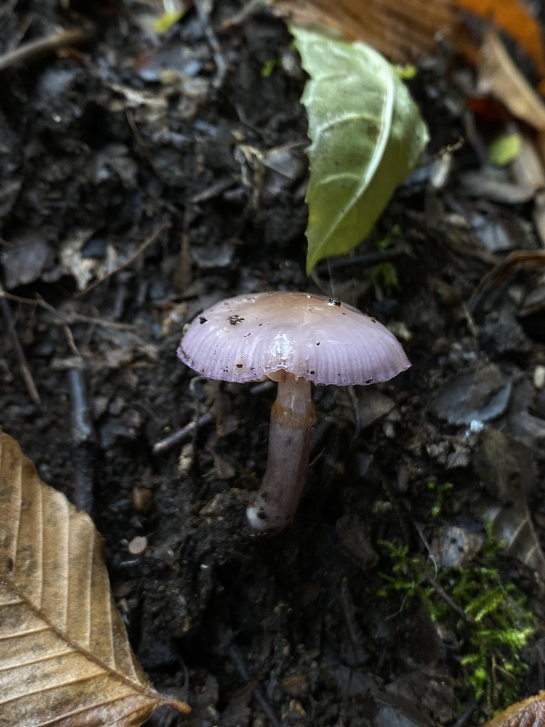 Thaxterogaster magellanicus · June 2024 · photo: © tutitah (iNaturalist, cc0)