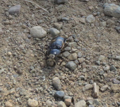 Selatosomus suckleyi