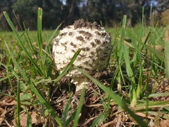 Saproamanita foetidissima