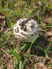 Saproamanita foetidissima